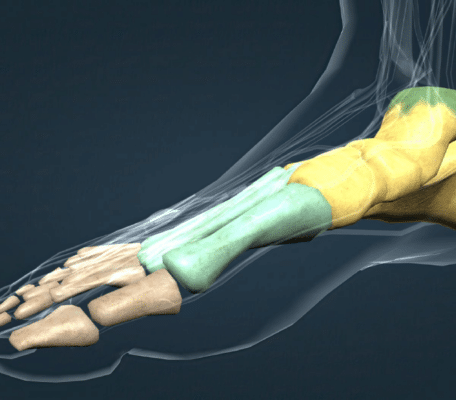 Anatomy of the Foot