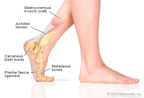 Anatomy of the Foot